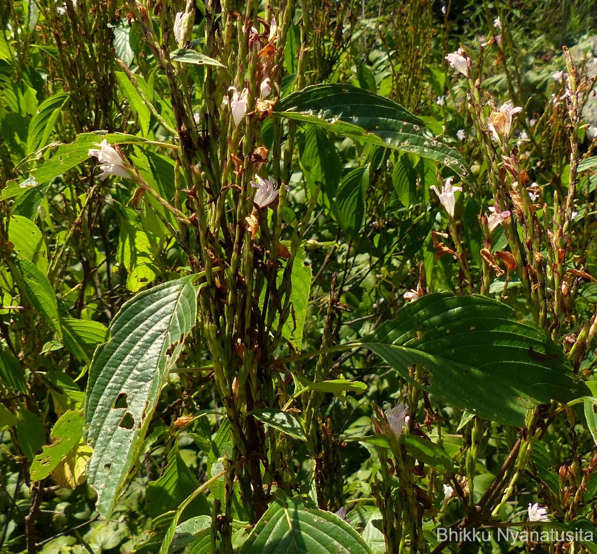 Strobilanthes stenodon C.B.Clarke